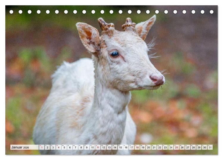 Produktbild: Rehe - Sanfte Waldbewohner (Tischkalender 2026 DIN A5 quer), CALVENDO Monatskalender