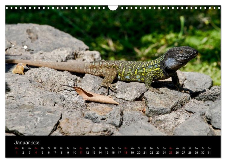 Produktbild: Reptilienkalender 2026 (Wandkalender 2026 DIN A3 quer), CALVENDO Monatskalender