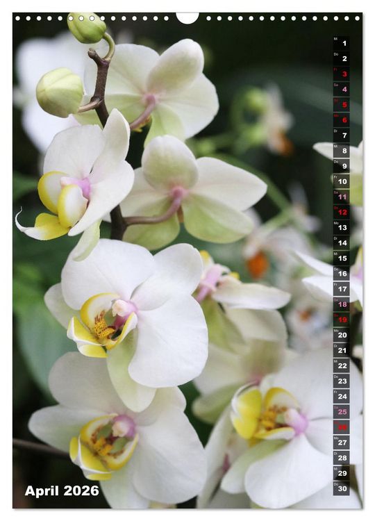 Produktbild: Freude an Orchideen (Wandkalender 2026 DIN A3 hoch), CALVENDO Monatskalender