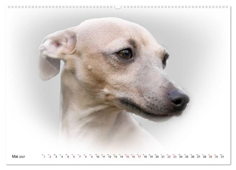 Produktbild: Windhund Portrait 2027 White Edition (Wandkalender 2027 DIN A2 quer), CALVENDO Monatskalender