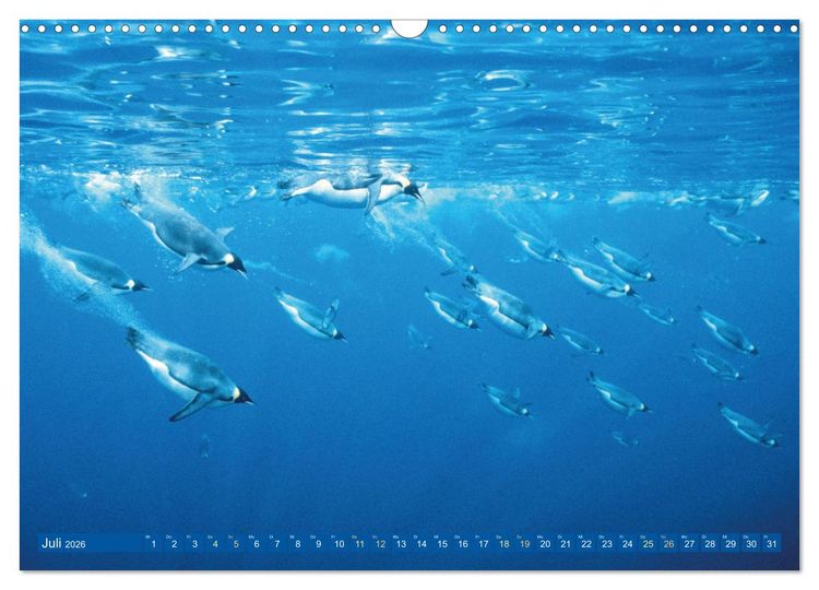 Produktbild: Tauchen: Wunderbares tiefblaues Meer (Wandkalender 2026 DIN A3 quer), CALVENDO Monatskalender