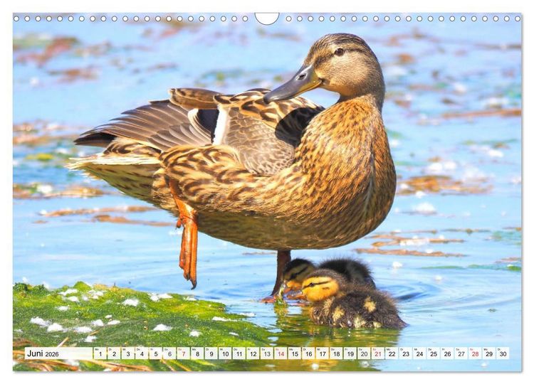 Produktbild: Enten. Bezaubernde und beliebte Schwimmer (Wandkalender 2026 DIN A3 quer), CALVENDO Monatskalender