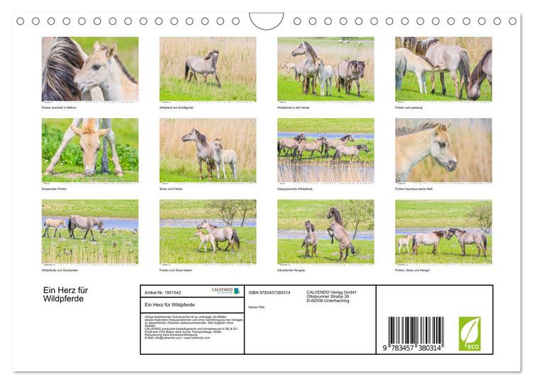 Produktbild: Ein Herz f&uuml;r Wildpferde (Wandkalender 2026 DIN A4 quer), CALVENDO Monatskalender