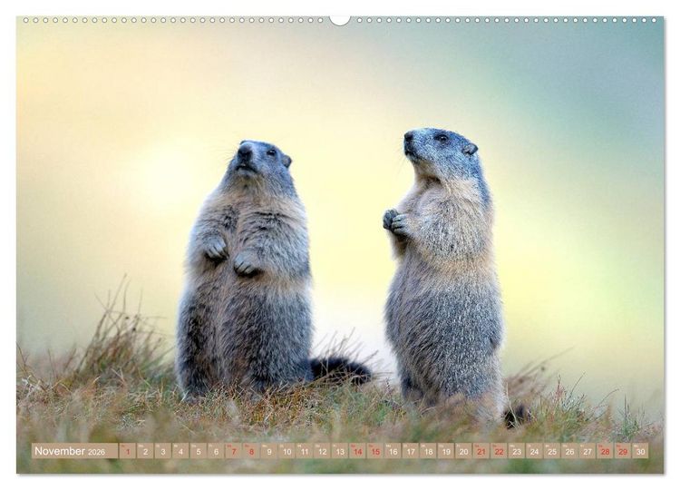 Produktbild: Alpenmurmeltiere in freier Wildbahn (hochwertiger Premium Wandkalender 2026 DIN A2 quer), Kunstdruck in Hochglanz