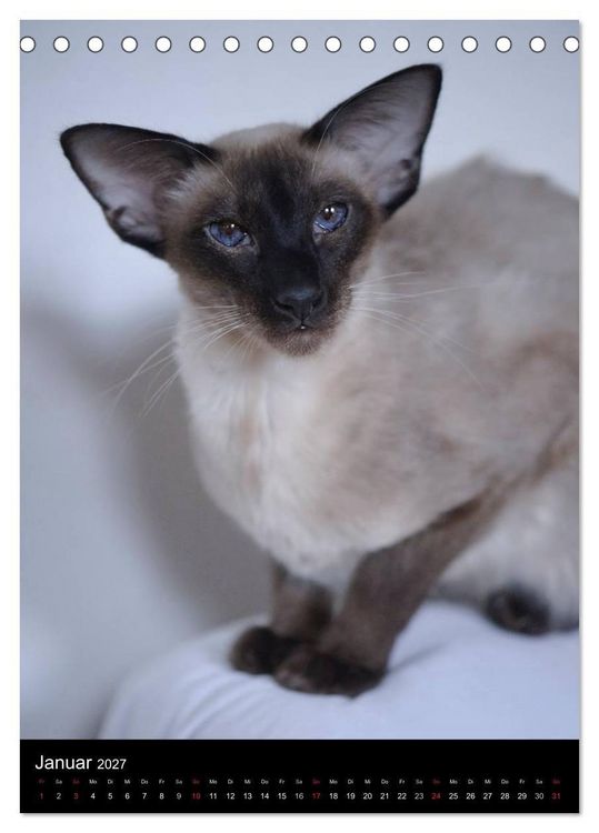 Produktbild: Orientalische Katzen 2027 (Tischkalender 2027 DIN A5 hoch), CALVENDO Monatskalender