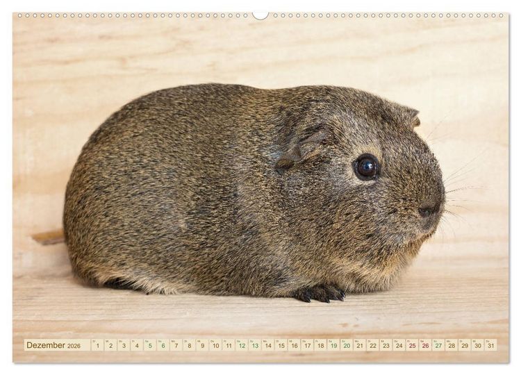 Produktbild: MEERSCHWEINCHEN neugierig - s&uuml;&szlig; - liebenswert (Wandkalender 2026 DIN A2 quer), CALVENDO Monatskalender
