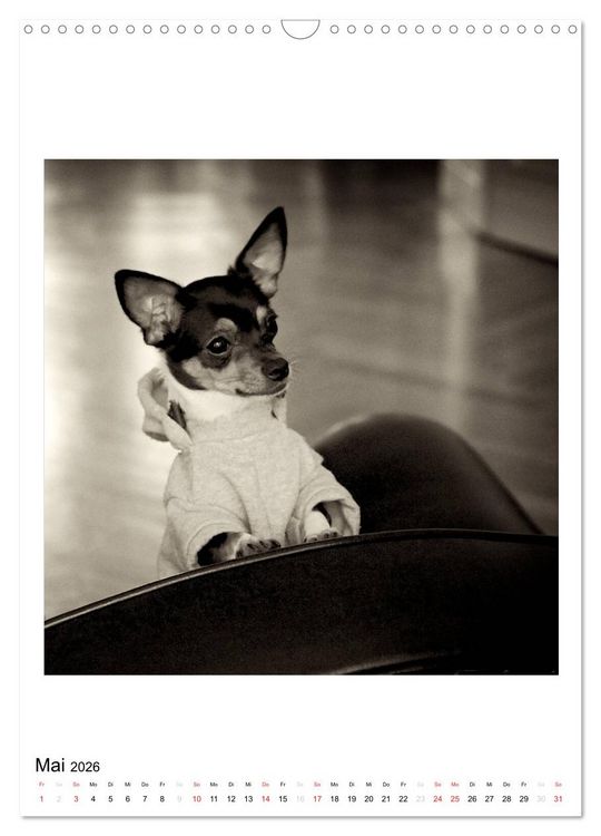 Produktbild: CHIHUAHUA CHIC Photos Marion Koell (Wandkalender 2026 DIN A3 hoch), CALVENDO Monatskalender