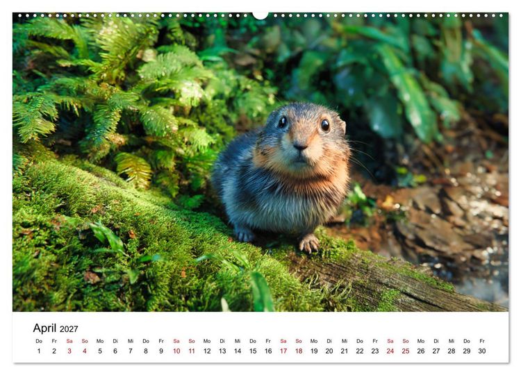 Produktbild: Lemminge - Kleine Helden der Tundra (Wandkalender 2027 DIN A2 quer), CALVENDO Monatskalender