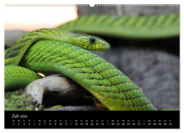 Produktbild: Reptilien 2026 (hochwertiger Premium Wandkalender 2026 DIN A2 quer), Kunstdruck in Hochglanz