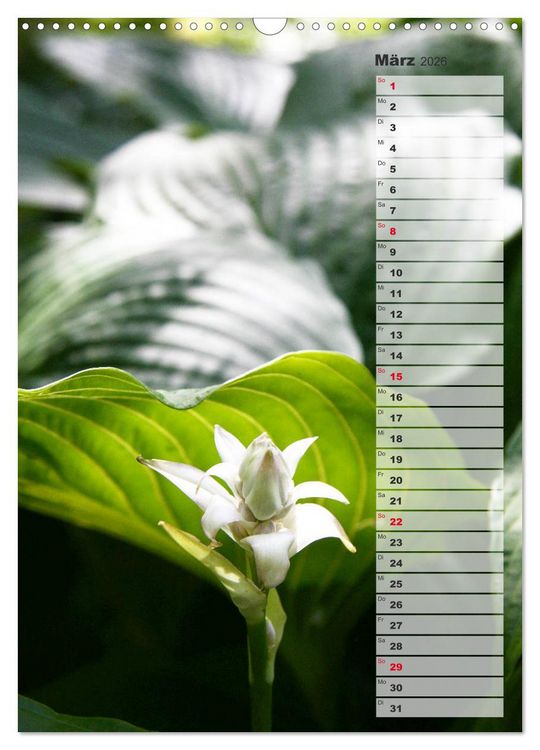 Produktbild: Hostas Herzblattlilien Funkien (Wandkalender 2026 DIN A3 hoch), CALVENDO Monatskalender