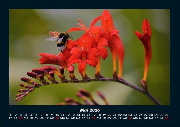 Produktbild: Bienen 2026 Fotokalender DIN A4