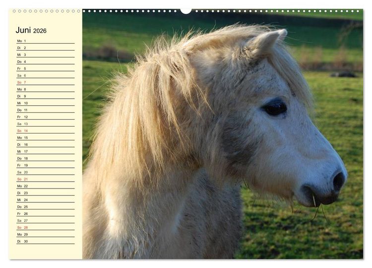 Produktbild: Ponys. Herzensbrecher mit Grips (Wandkalender 2026 DIN A2 quer), CALVENDO Monatskalender