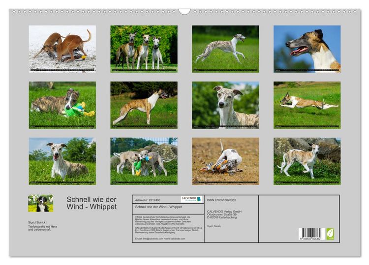 Produktbild: Schnell wie der Wind - Whippet (Wandkalender 2026 DIN A2 quer), CALVENDO Monatskalender