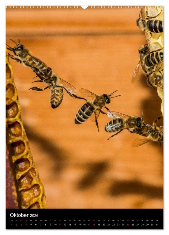 Produktbild: Bienenkalender (Wandkalender 2026 DIN A2 hoch), CALVENDO Monatskalender