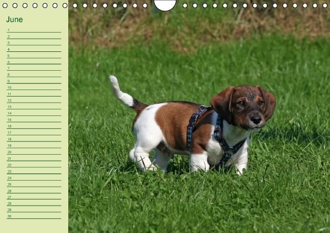 Produktbild: Puppies Birthday Calendar / UK-Version (Wall Calendar perpetual DIN A4 Landscape)
