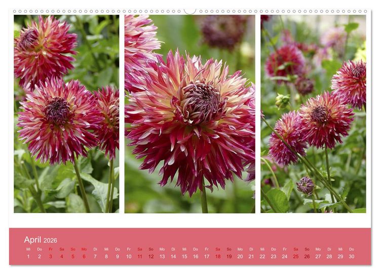 Produktbild: Dahlien-Triplets (hochwertiger Premium Wandkalender 2026 DIN A2 quer), Kunstdruck in Hochglanz