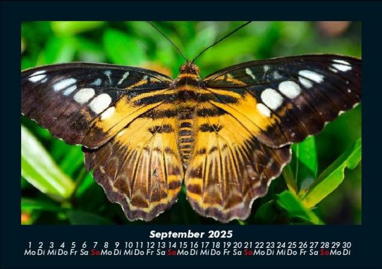 Produktbild: Bunte Pracht der Schmetterlinge 2025 Fotokalender DIN A5
