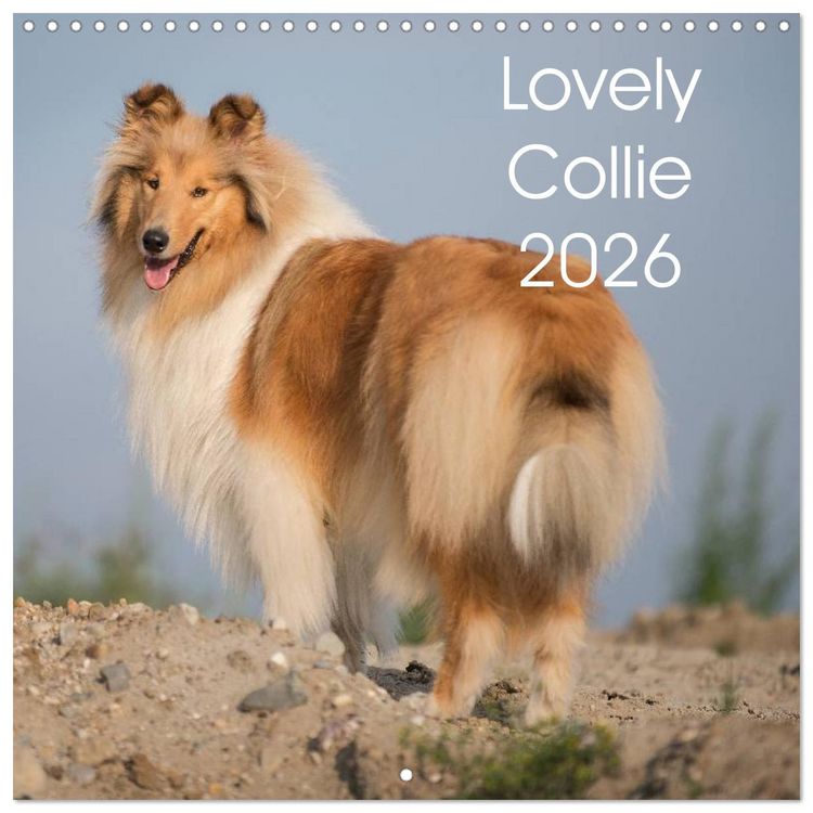 Produktbild: Lovely Collie 2026 (Wall Calendar 2026 12 &times; 12 Inch) CALVENDO 12 Month Wall Calendar