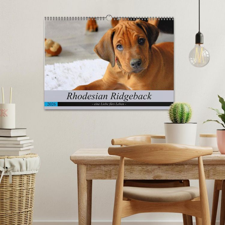 Produktbild: Rhodesian Ridgeback - eine Liebe f&uuml;rs Leben (Wandkalender 2026 DIN A3 quer), CALVENDO Monatskalender