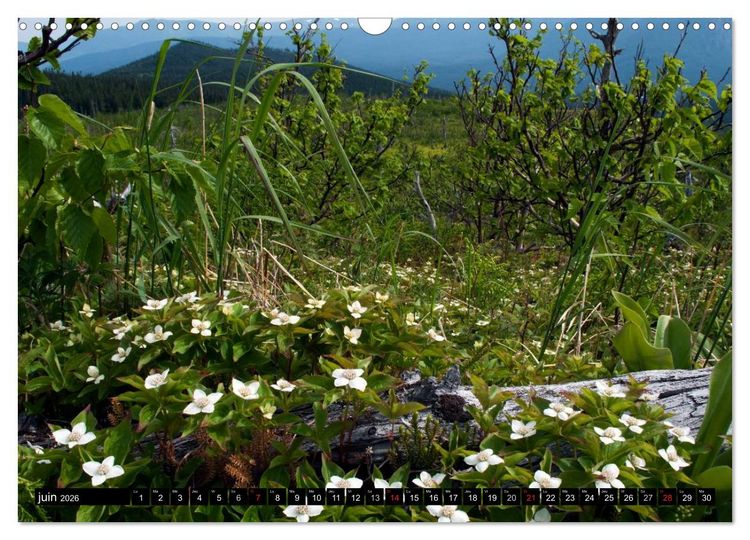 Produktbild: GASP&Eacute;SIE. Parc National du Qu&eacute;bec (Calendrier mural 2026 DIN A3 vertical), CALVENDO calendrier mensuel