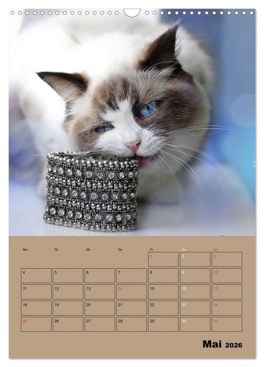 Produktbild: Ragdolls zum Verlieben (Wandkalender 2026 DIN A3 hoch), CALVENDO Monatskalender