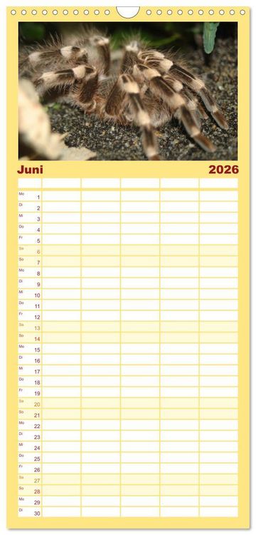 Produktbild: Familienplaner 2026 - Vogelspinnen mit 5 Spalten (Wandkalender, 21 x 45 cm) CALVENDO
