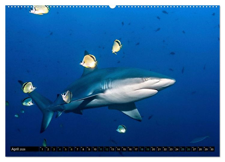 Produktbild: Big Five aus dem Ozean Hai, Delphin, Wal, Robbe, Pinguin (Wandkalender 2026 DIN A2 quer), CALVENDO Monatskalender