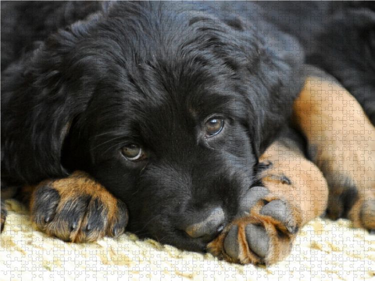 Produktbild: CALVENDO Puzzle Hovawart - Wer kann diesem Blick schon widerstehen? 1000 Teile Lege-Gr&ouml;&szlig;e 64 x 48 cm Foto-Puzzle Bild von Sigrid Starick