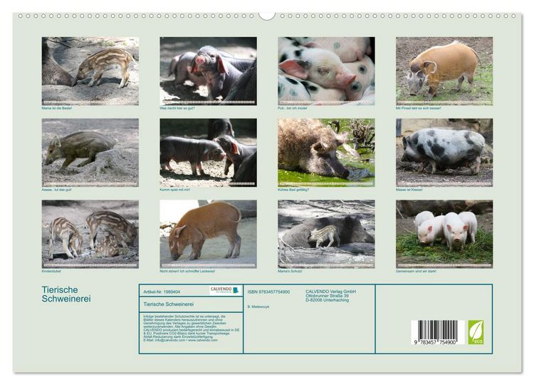 Produktbild: Tierische Schweinerei (hochwertiger Premium Wandkalender 2026 DIN A2 quer), Kunstdruck in Hochglanz