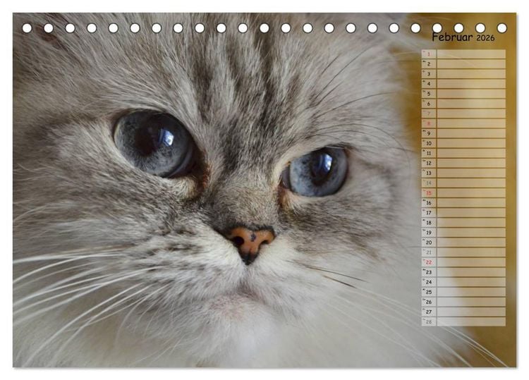 Produktbild: Katzen im Portr&auml;t / Geburtstagskalender (Tischkalender 2026 DIN A5 quer), CALVENDO Monatskalender
