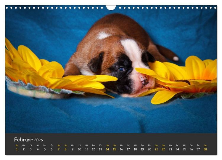 Produktbild: Wenn ich gro&szlig; bin werd' ich Boxer (Wandkalender 2026 DIN A3 quer), CALVENDO Monatskalender