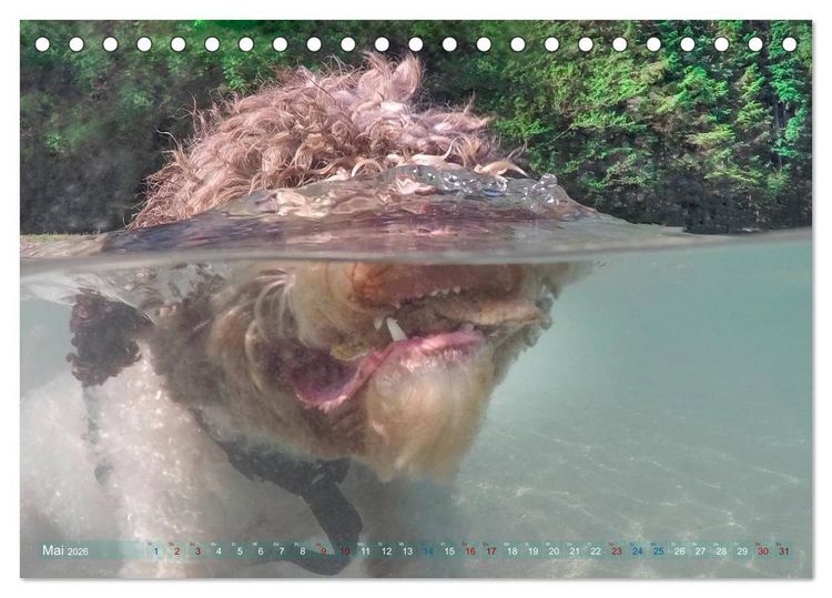 Produktbild: Lagotto Romagnolo - Wasserspiele (Tischkalender 2026 DIN A5 quer), CALVENDO Monatskalender