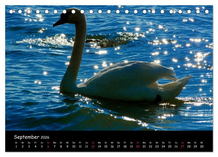 Produktbild: Lazise und Umgebung (Tischkalender 2026 DIN A5 quer), CALVENDO Monatskalender