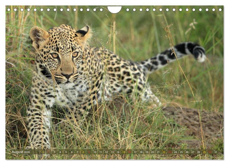 Produktbild: L&ouml;wen und Leoparden - Begegnungen in Afrika (Wandkalender 2026 DIN A4 quer), CALVENDO Monatskalender