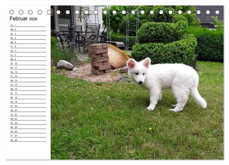 Produktbild: Berger Blanc Suisse - Wei&szlig;er Schweizer Sch&auml;ferhund (Tischkalender 2026 DIN A5 quer), CALVENDO Monatskalender
