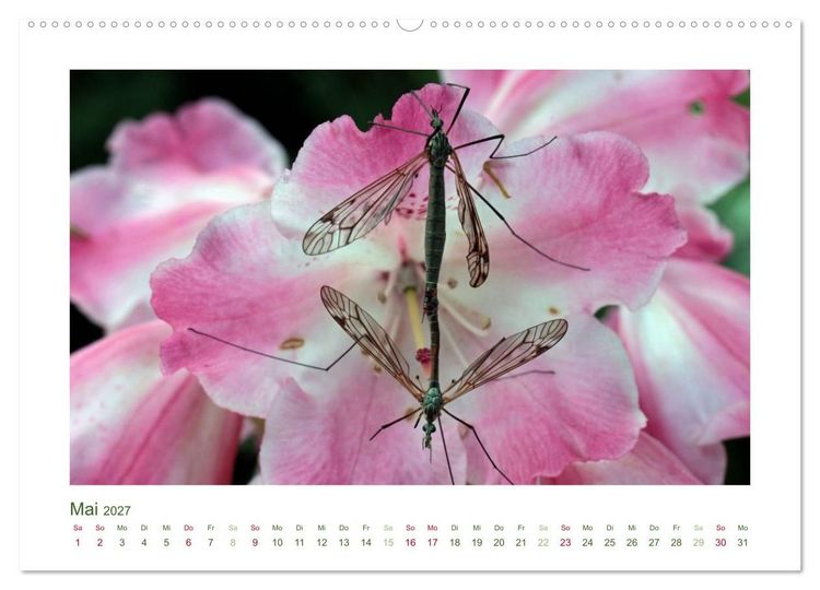 Produktbild: Heimische Insekten 2027 (Wandkalender 2027 DIN A2 quer), CALVENDO Monatskalender