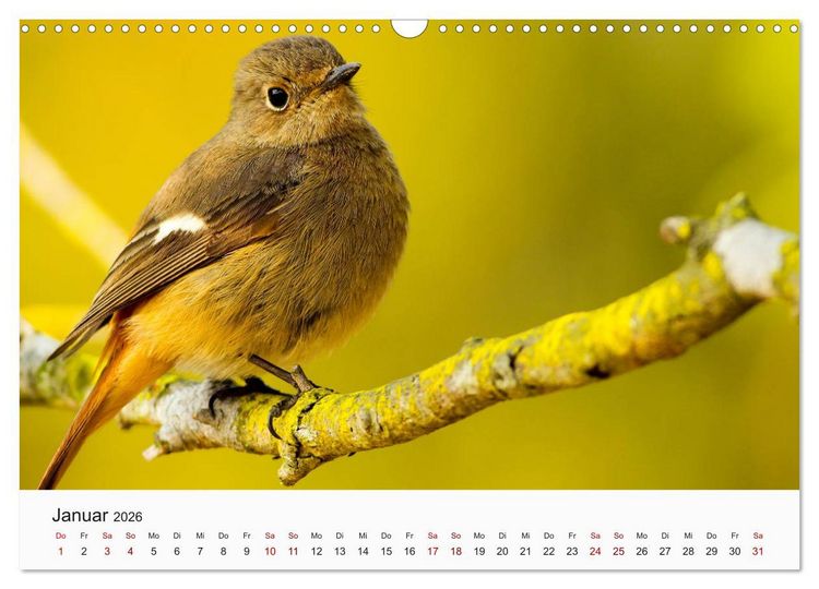 Produktbild: V&ouml;gel - Die K&ouml;nige der L&uuml;fte (Wandkalender 2026 DIN A3 quer), CALVENDO Monatskalender