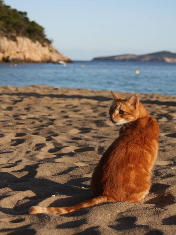 Produktbild: CALVENDO Puzzle Katze am Strand von Ibiza | 1000 Teile Lege-Gr&ouml;&szlig;e 64x48cm Foto-Puzzle f&uuml;r gl&uuml;ckliche Stunden