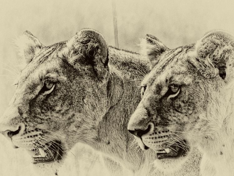 Produktbild: CALVENDO Puzzle Safari - auf Katzensuche | 1000 Teile Lege-Gr&ouml;&szlig;e 64x48cm Foto-Puzzle f&uuml;r gl&uuml;ckliche Stunden