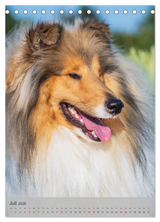 Produktbild: Traumhund Collie - Liebe auf vier Pfoten (Tischkalender 2026 DIN A5 hoch), CALVENDO Monatskalender