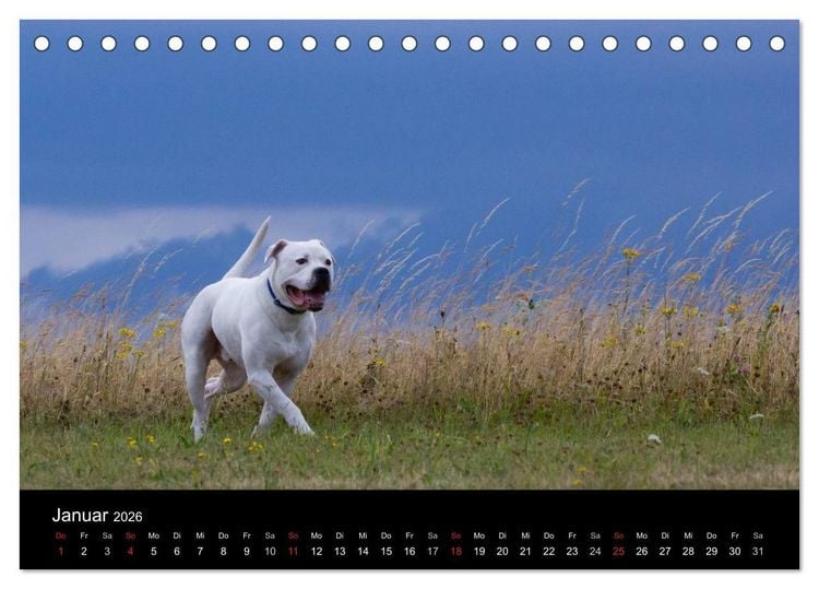 Produktbild: American Bulldog - stolz, loyal, einzigartig (Tischkalender 2026 DIN A5 quer), CALVENDO Monatskalender