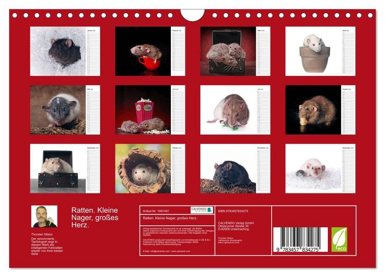 Produktbild: Ratten. Kleine Nager, gro&szlig;es Herz. (Wandkalender 2026 DIN A4 quer), CALVENDO Monatskalender