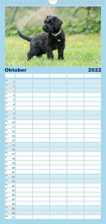 Produktbild: Briardbabys in ihren ersten Wochen - Familienplaner hoch (Wandkalender 2022 , 21 cm x 45 cm, hoch)