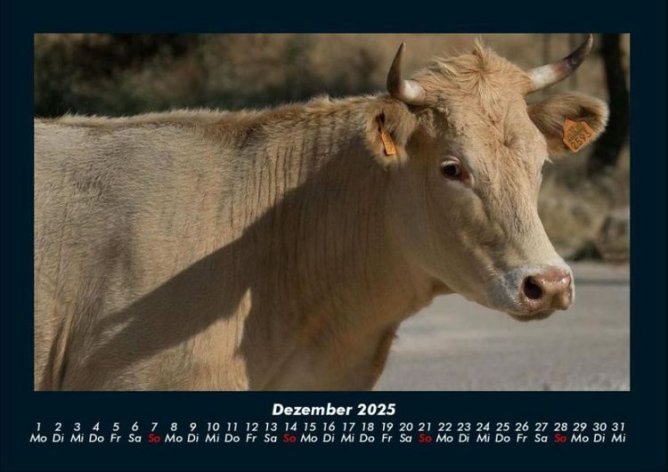 Produktbild: Kuhkalender 2025 Fotokalender DIN A4