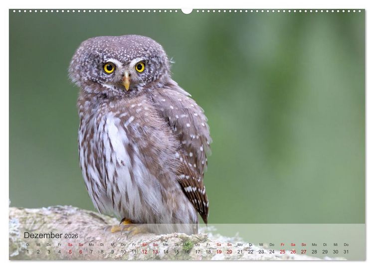 Produktbild: Fantastische Vogelwelt Slowenien (Wandkalender 2026 DIN A2 quer), CALVENDO Monatskalender