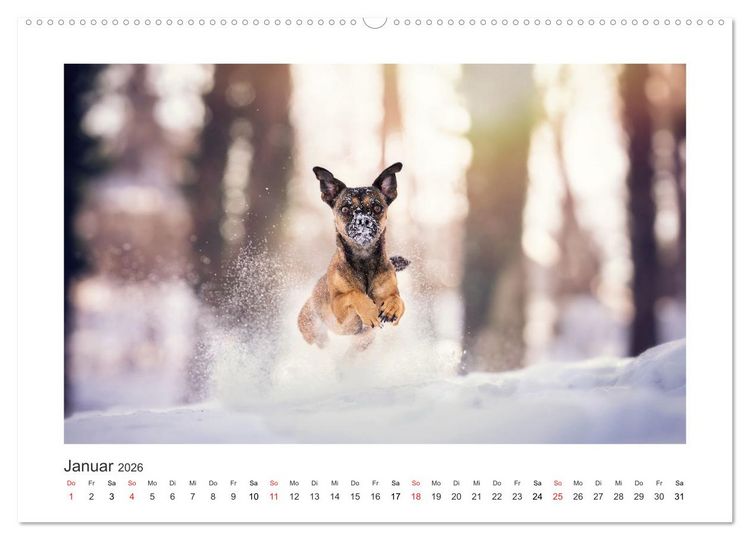 Produktbild: Herzenshunde 2026 (hochwertiger Premium Wandkalender 2026 DIN A2 quer), Kunstdruck in Hochglanz