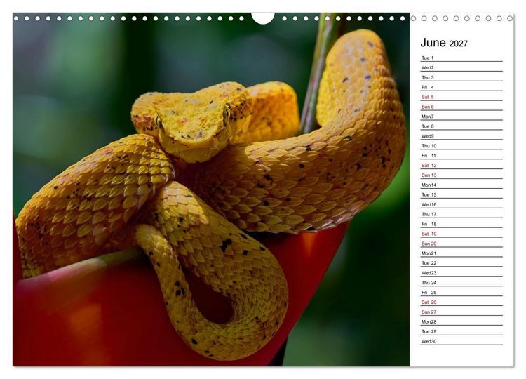 Produktbild: Feel the Wild &ndash; Costa Rica (Wall Calendar 2027 DIN A3 landscape), CALVENDO 12 Month Wall Calendar