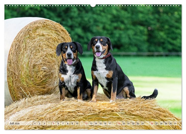 Produktbild: Entlebucher - Temperamentvolle Schweizer Sennenhunde (Wandkalender 2026 DIN A2 quer), CALVENDO Monatskalender