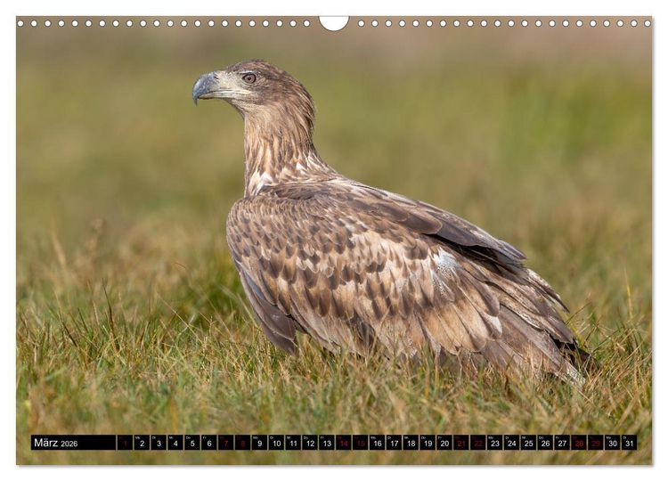 Produktbild: Seeadler in Polen (Wandkalender 2026 DIN A3 quer), CALVENDO Monatskalender