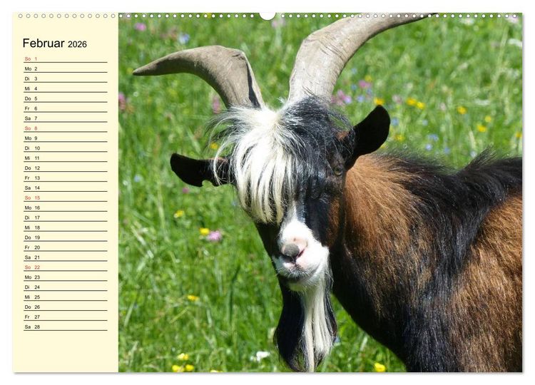 Produktbild: Ziegen. Lustige Ausbruchsk&uuml;nstler (Wandkalender 2026 DIN A2 quer), CALVENDO Monatskalender